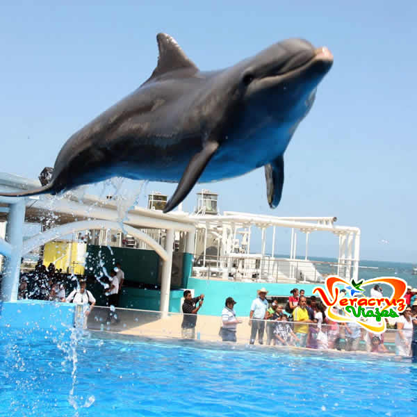 Visita al Acuario de Veracruz
