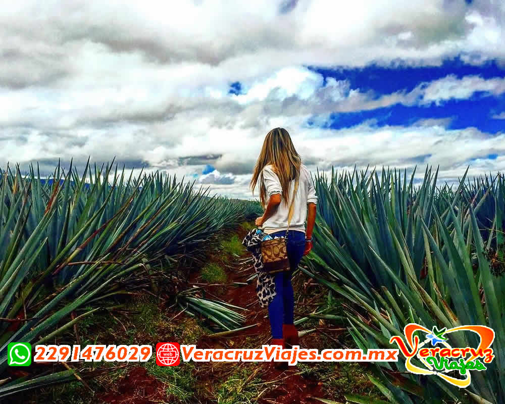 Excursión a Guadalajara Saliendo de Veracruz, Cardel, Xalapa y Puebla