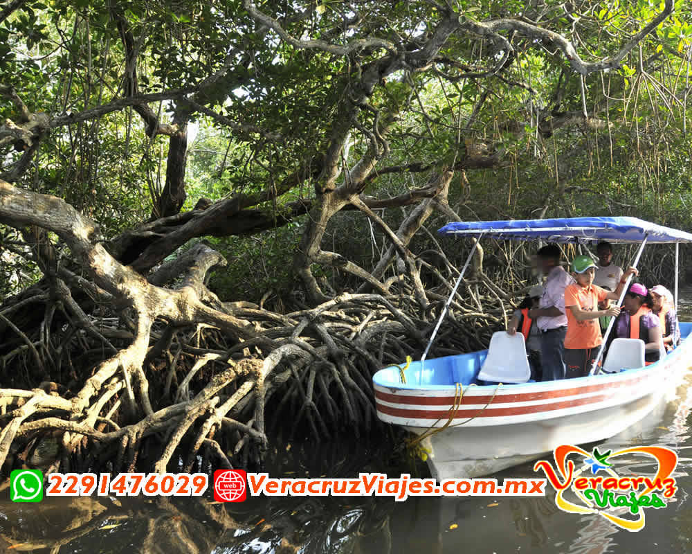 Tour a Los Manglares de Mandinga Saliendo de Veracruz